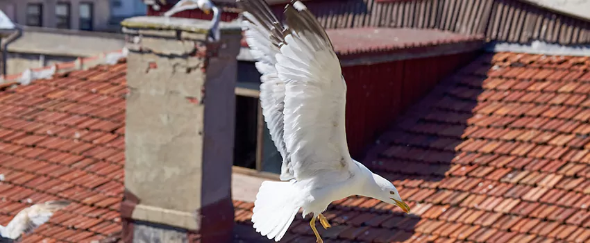 Residential Chimney Animal Removal Solution in Mableton, GA
